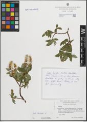 Foto von Salix hastata L.